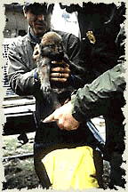 yellowstone park wolf puppy